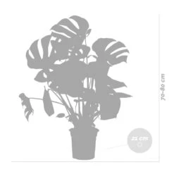 Monstera Deliciosa Incl. Panier En Jonc De Mer - Purificateur D'air - ⌀21 Cm - ↕70-80 Cm -AONA Gardena Magasin 640b78690602c8.25143099