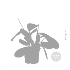 Maranta Lemon Lime – Plante De Prière – Plante D'intérieur – Purificateur D'air – ⌀12cm –↕10-15cm -AONA Gardena Magasin 640b786e0d5cb2.39616864