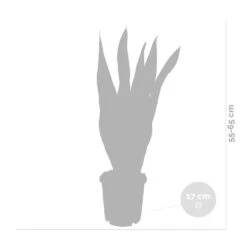 2x Sansevieria 'laurentii' Xl – Langue De Dame – Succulente – Facile à Entretenir – ⌀17cm – ↕55-65 Cm -AONA Gardena Magasin 640b787fb1b790.19239259