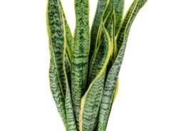 2x Sansevieria 'laurentii' Xl – Langue De Dame – Succulente – Facile à Entretenir – ⌀17cm – ↕55-65 Cm -AONA Gardena Magasin 640b787fb489e7.70309484