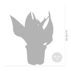 Sansevieria 'laurentii' – Sansevieria – Succulente – Peu D'entretien – ⌀12cm – ↕25-35cm -AONA Gardena Magasin 640b7892936c92.85423753