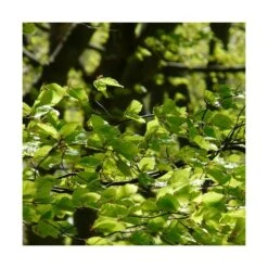 Hêtre Commun Sylvatica/pot De 7,5l - 60/80 Cm -AONA Gardena Magasin 6411c521126554.18080660