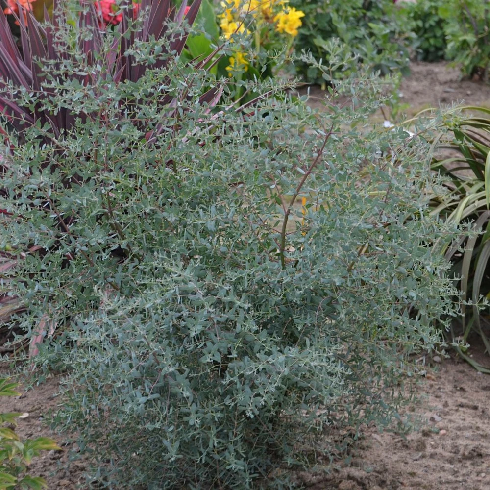 Eucalyptus Gunni France Bleu® 'rengun'/pot De 7,5l - 40/60 Cm 2 Eucalyptus Gunni France Bleu® 'rengun'/pot De 7,5l - 40/60 Cm – Image 2