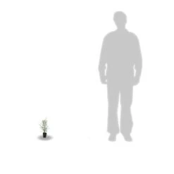 Eucalyptus Gunni France Bleu® 'rengun'/pot De 7,5l - 40/60 Cm 12 Eucalyptus Gunni France Bleu® 'rengun'/pot De 7,5l - 40/60 Cm -AONA Gardena Magasin 6411c525786818.65301056