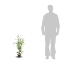 Eucalyptus Gunni France Bleu® 'rengun'/pot De 7,5l - 40/60 Cm 13 Eucalyptus Gunni France Bleu® 'rengun'/pot De 7,5l - 40/60 Cm -AONA Gardena Magasin 6411c525840195.31640674