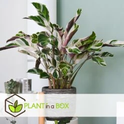 Calathea 'white Fusion' - Pot ⌀14cm - H.30-40cm (hauteur Pot Incluse) -AONA Gardena Magasin 6423335ecc24f3.00608541