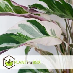 Calathea 'white Fusion' - Pot ⌀14cm - H.30-40cm (hauteur Pot Incluse) -AONA Gardena Magasin 6423335ed08de5.87372206