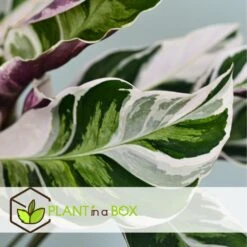 Calathea 'white Fusion' - Pot ⌀14cm - H.30-40cm (hauteur Pot Incluse) -AONA Gardena Magasin 6423335eda0cd7.05143036