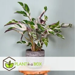 Calathea 'white Fusion' - Pot ⌀14cm - H.30-40cm (hauteur Pot Incluse) -AONA Gardena Magasin 6423335ee30885.64669425