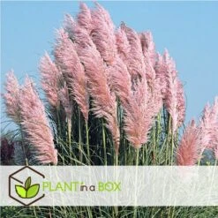 Cortaderia Selloana - Set De 3 - La Pampa - Rose - Pot 9cm - Hauteur 25-40cm 7 Cortaderia Selloana - Set De 3 - La Pampa - Rose - Pot 9cm - Hauteur 25-40cm -AONA Gardena Magasin 6426d369de0020.70880671