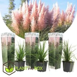Cortaderia Selloana - Set De 3 - La Pampa - Rose - Pot 9cm - Hauteur 25-40cm 6 Cortaderia Selloana - Set De 3 - La Pampa - Rose - Pot 9cm - Hauteur 25-40cm -AONA Gardena Magasin 6426d369ed3477.62160885