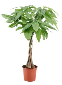 Pachira Aquatica - "money Tree" - Pot 17cm - Hauteur 60-70cm