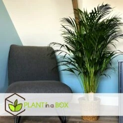 Set De 2 Palmiers Areca - Pot ⌀21cm - H.100-120cm - Plante D'interieur -AONA Gardena Magasin 642f28bc30c2b3.07936991