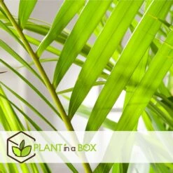 Set De 2 Palmiers Areca - Pot ⌀21cm - H.100-120cm - Plante D'interieur -AONA Gardena Magasin 642f28bc361585.78778402