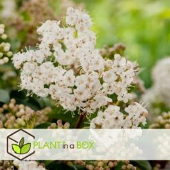 Viburnum Tinus - Set De 4 - Véritable Laurier - Pot 17cm - Hauteur 25-40cm -AONA Gardena Magasin 64594fc73362b6.46971732