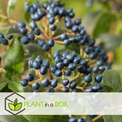 AONA Gardena Magasin 13 AONA Gardena Magasin -AONA Gardena Magasin 64594fc7378db5.93259658