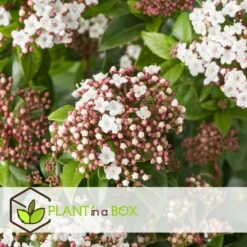 Viburnum Tinus - Set De 4 - Véritable Laurier - Pot 17cm - Hauteur 25-40cm -AONA Gardena Magasin 64594fc73be811.42083201