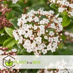 Viburnum Tinus - Set De 4 - Véritable Laurier - Pot 17cm - Hauteur 25-40cm -AONA Gardena Magasin 64594fc7449982.12702596