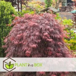 Acer Palmatum 'garnet' - Set De 2 - Erable - Pot 19cm - Hauteur 60-70cm -AONA Gardena Magasin 64594fca26f953.48731481