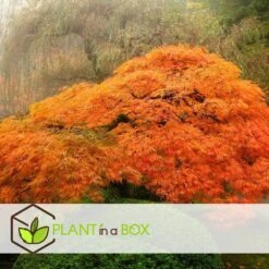 Erable Japonais 'orange Lace' - Set De 2 - Erable - Pot 19 - Hauteur 60-70cm -AONA Gardena Magasin 64594fd951c370.03946757