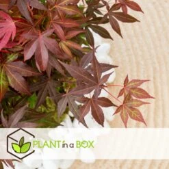 Acer Palmatum 'atropurpureum' - Set De 2 - Erable - Pot 19cm - Hauteur 60-70cm -AONA Gardena Magasin 64594fdc7e00b7.79547310