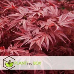 Acer Palmatum 'atropurpureum' - Set De 2 - Erable - Pot 19cm - Hauteur 60-70cm -AONA Gardena Magasin 64594fdc8bb888.54159068