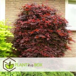 Acer Palmatum 'atropurpureum' - Set De 2 - Erable - Pot 19cm - Hauteur 60-70cm -AONA Gardena Magasin 64594fdc9db923.88068489