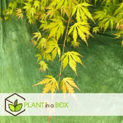 Érable Du Japon 'orange Lace' - érable Du Japon - Pot 19 - Hauteur 60-70cm -AONA Gardena Magasin 64594fe370eab8.96202355