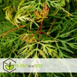 AONA Gardena Magasin 15 AONA Gardena Magasin -AONA Gardena Magasin 64594fe7601833.86126746