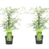 Acer Palmatum 'emerald Lace' - Set De 2 - Erable - Pot 19cm - Hauteur 60-70cm