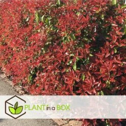 Photinia Fraseri Red Robin - Set De 6 - Pot 17cm - Hauteur 30-40cm 8 Photinia Fraseri Red Robin - Set De 6 - Pot 17cm - Hauteur 30-40cm -AONA Gardena Magasin 6459500a3f3082.23305329