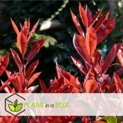 Photinia Fraseri Red Robin - Set De 6 - Pot 17cm - Hauteur 30-40cm 7 Photinia Fraseri Red Robin - Set De 6 - Pot 17cm - Hauteur 30-40cm -AONA Gardena Magasin 6459500a44a9d6.48307489