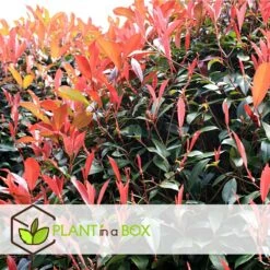 Photinia Fraseri Red Robin - Set De 6 - Pot 17cm - Hauteur 30-40cm 9 Photinia Fraseri Red Robin - Set De 6 - Pot 17cm - Hauteur 30-40cm -AONA Gardena Magasin 6459500a66e9f7.63273158