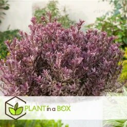 Hebe Pinguifolia - Mélange De 12 - Arbuste - Pot 10.5cm - Hauteur 15-20cm -AONA Gardena Magasin 6459500e64f3c6.09711097