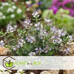 Hebe Pinguifolia - Mélange De 12 - Arbuste - Pot 10.5cm - Hauteur 15-20cm -AONA Gardena Magasin 6459500e849c88.75910708