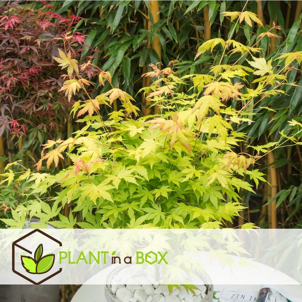 Acer 'orange Dream' - érable Du Japon - Pot 19cm - Hauteur 60-70cm 2 Acer 'orange Dream' - érable Du Japon - Pot 19cm - Hauteur 60-70cm – Image 2