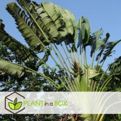 Ravenala Madagascariensis - Set De 6 - Palmier - Pot 9cm - Hauteur 25-40cm -AONA Gardena Magasin 6459514a411999.08180909