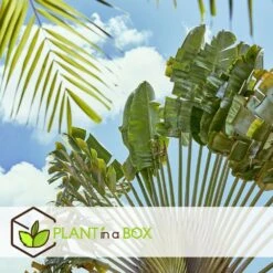 Ravenala Madagascariensis - Set De 6 - Palmier - Pot 9cm - Hauteur 25-40cm -AONA Gardena Magasin 6459514a4d3af4.73981020