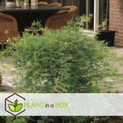 Acer Palmatum 'emerald Lace' - érable Du Japon - Pot 19cm - Hauteur 60-70cm -AONA Gardena Magasin 64595151614980.17326622