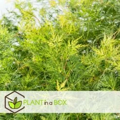 Acer Palmatum 'emerald Lace' - érable Du Japon - Pot 19cm - Hauteur 60-70cm -AONA Gardena Magasin 645951516b2a88.44107607