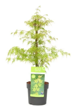 Acer Palmatum 'emerald Lace' - érable Du Japon - Pot 19cm - Hauteur 60-70cm
