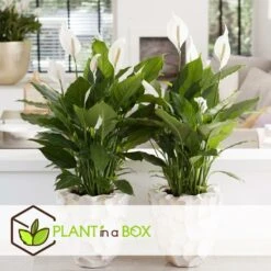 Plantes D'intérieur Purificatrices D'air - Mix De 5 - Pot 12cm - Hauteur 25-40cm -AONA Gardena Magasin 645a3a104eada8.89065766
