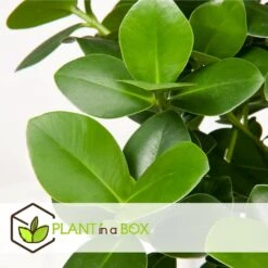 Plantes D'intérieur Purificatrices D'air - Mix De 5 - Pot 12cm - Hauteur 25-40cm -AONA Gardena Magasin 645a3a1057bee5.82607772