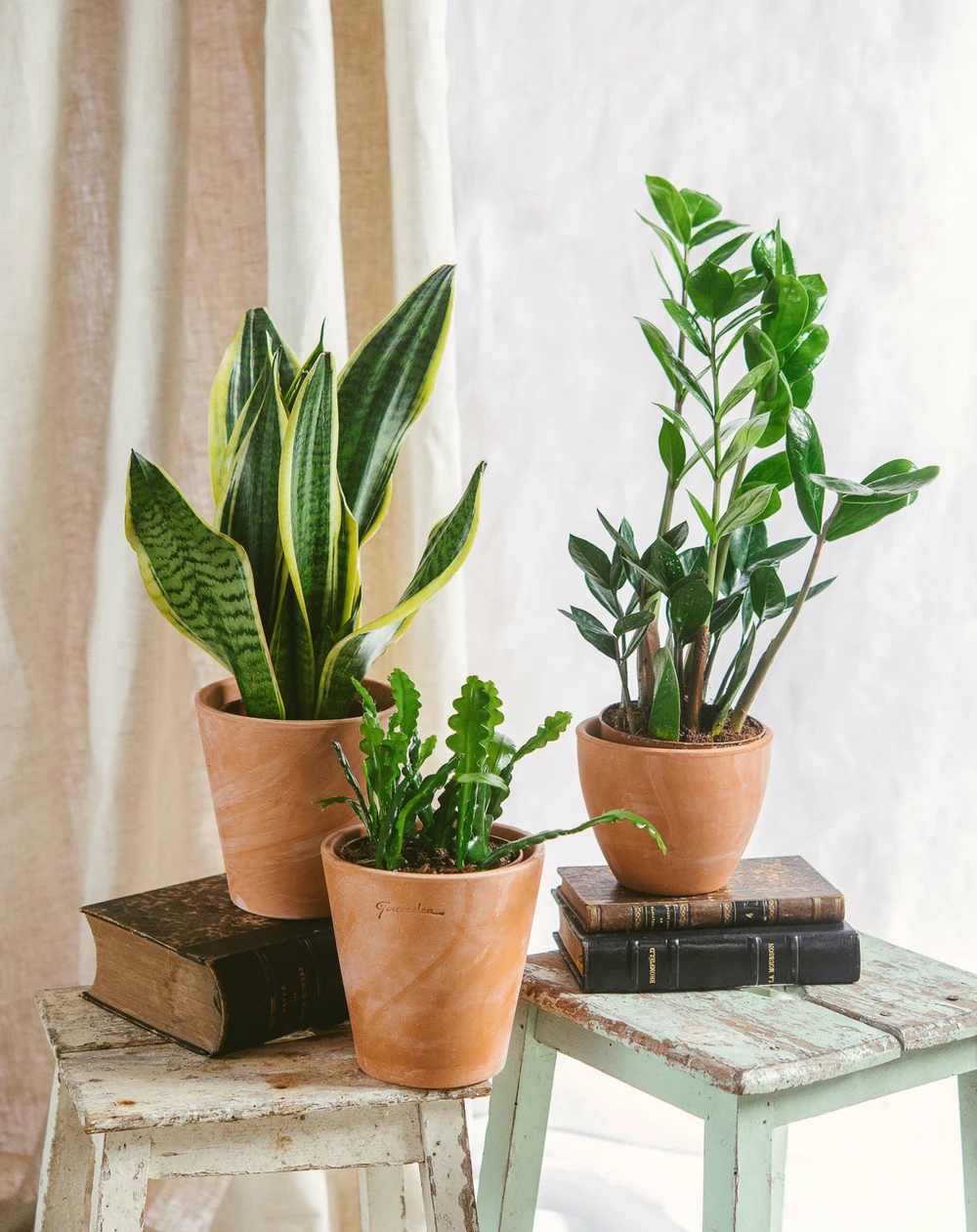 Plante D'intérieur - Trio De Plantes - Easy Care | Entretien Facile 35cm 1 Plante D'intérieur - Trio De Plantes - Easy Care | Entretien Facile 35cm