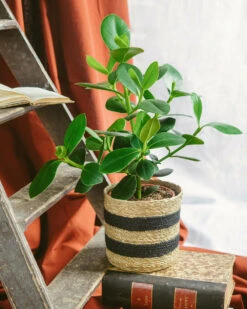 Plante D'intérieur - Clusia Princess L 60cm