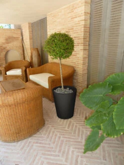 Pot De Fleurs Gerbera ø50x59,5cm - Anthracite -AONA Gardena Magasin 6478c7f4b074b2.90633905