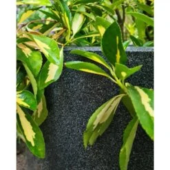 Pot à Fleurs Waste Smooth 35x34 Cm Gris -AONA Gardena Magasin 6479895f489579.99814901