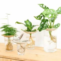 Coupelle D'hydroculture -AONA Gardena Magasin 648761292fb1c0.55252744