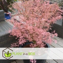 Japanese Maple 'taylor' - 'limited Edition' - Pot 19cm - Hauteur 60-70cm -AONA Gardena Magasin 64932591647bf2.45258243