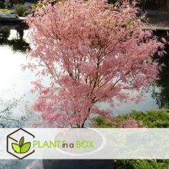 Japanese Maple 'taylor' - 'limited Edition' - Pot 19cm - Hauteur 60-70cm -AONA Gardena Magasin 649325918db7a8.65789021